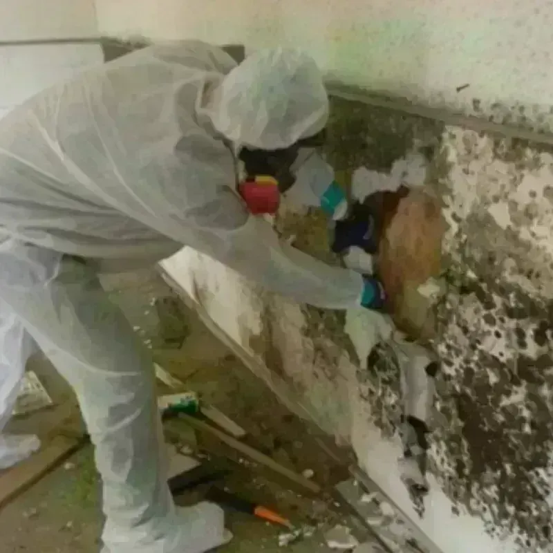 Mold Remediation and Removal in Bellville, TX